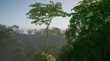 Tall trees in a lush jungle under soft morning light video