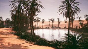 Tranquil oasis surrounded by palm trees in a vast desert landscape video