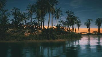 Tranquil oasis at sunset with palm trees and calm water in the desert video