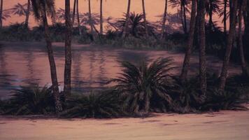 Serene tropical landscape at dusk with palm trees and calm waters video