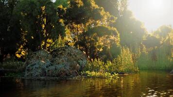 Tranquil riverside at dusk, sunlight through lush trees video