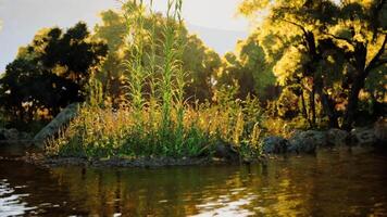 Sunlight illuminating a tranquil island in a serene lake during golden hour video