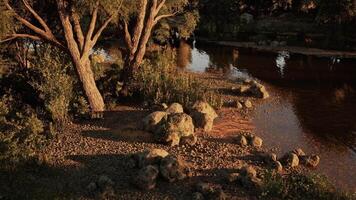 Serene riverbank scene with trees and rocks during golden hour video