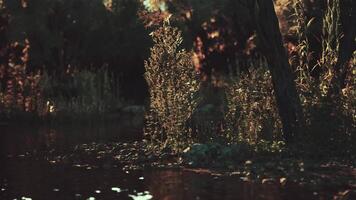 Serene riverside plants bathed in golden sunlight during late afternoon video
