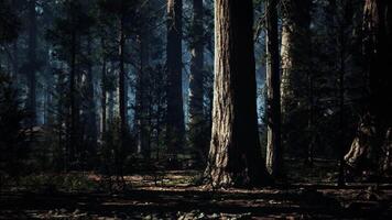 Majestic sequoia trees in a serene forest illuminated by gentle light video