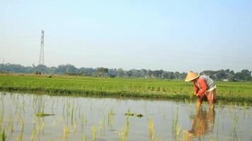 a farmer is planting rice in the traditional way without using machines and wearing traditional hats made from woven bamboo in the morning video