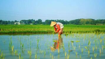 a farmer is planting rice in the traditional way without using machines and wearing traditional hats made from woven bamboo in the morning video