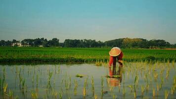 a farmer is planting rice in the traditional way without using machines and wearing traditional hats made from woven bamboo in the morning video