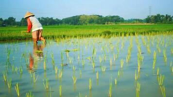 a farmer is planting rice in the traditional way without using machines and wearing traditional hats made from woven bamboo in the morning video