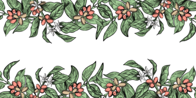 Hand-drawn border with coffee branches in line-art with color png
