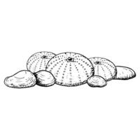 Seabed with sea urchin shell colony and stones black and white line illustration of Mediterranean animal in simple style. Horizontal banner template for ink marine designs vector