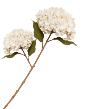 hortensia blommor ha stjälkar och löv png