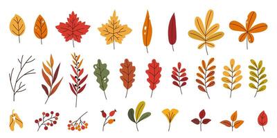 Set various autumnal leaves, branch and berries. Simple flat leaf of maple, oak, chestnut, rowan. Design elements for card, poster, pattern, banner or background. vector