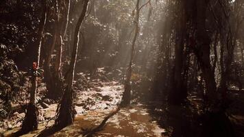 Sunlight filters through dense forest trees in a tranquil jungle setting video