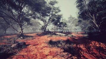 Serene landscape with gumtrees and reddish soil during a misty morning video