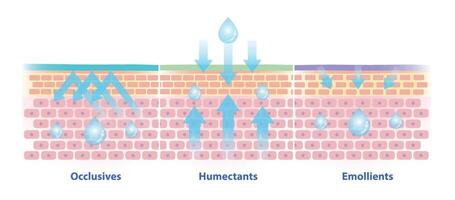 Types of moisturizer illustration on white background. The differences between occlusives, humectants and emollients on skin layer, absorb, seal on the skin to prevent water and moisture loss. vector