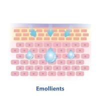 Emollients, type of moisturizer illustration isolated on white background. Cross section of skin barrier layer fill the gap between skin cells, replace missing lipids and reduce wrinkles. vector