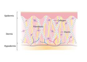 Intact collagen, elastin fibers and fibroblasts with skin layer illustration on white background. Formation of young and healthy skin. Synthesis of collagen and elastin are made of fibroblasts. vector