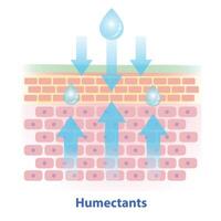 Humectants, type of moisturizer illustration on white background. Cross section of skin barrier layer draw moisture in the air into the skin and draw water from the dermis into the epidermis. vector