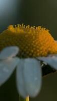 Natur im Makro Fotografie. kreativ.a klein Gänseblümchen mit Weiß Blütenblätter mit Regentropfen steht auf ein Ruhe Grün Hintergrund im das Gras. video