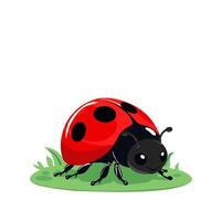 Detail close up ladybug on white background vector