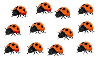 ladybugs pattern on a white background vector