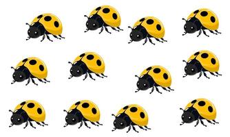 ladybugs are shown in a pattern vector