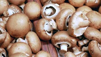 Mushrooms are shown in a pile on a table video