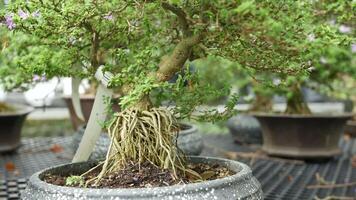 A bonsai tree with roots in a pot on a table video
