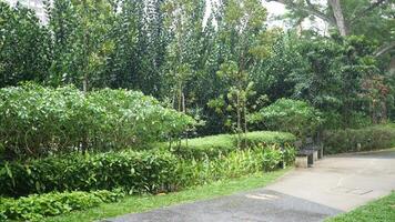 A walkway in a park with trees and bushes video