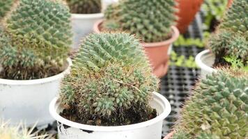 Several cactus plants in pots on a table video