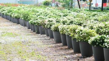A row of plants in black plastic pots video