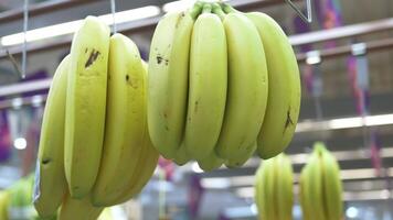 Bananas hanging from a rack in a store video