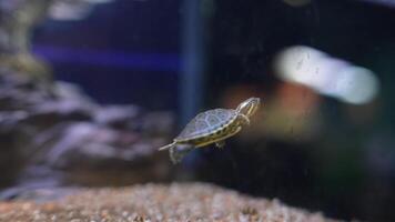 A swimming turtle gracefully gliding through a vibrant aquarium, showcasing a lively setting video