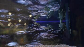Engaging in Underwater Exploration with Graceful Turtles in a Beautiful Aquarium Environment video