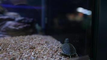 A Serene and Tranquil Underwater Scene Featuring a Beautiful Turtle in a Tank Environment video