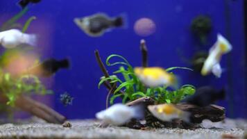 A Vibrant Underwater Scene Featuring an Array of Colorful Freshwater Fish in a Tank video