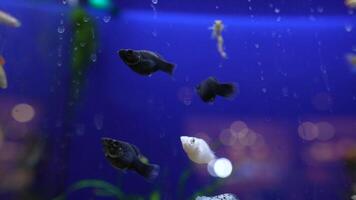 A colorful array of aquarium fish swimming in blue water, creating a serene ambiance video