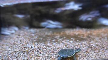 A turtle resting on the sandy bottom in a peaceful aquarium filled with aquatic life video