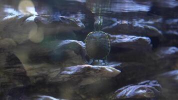 An Underwater Scene featuring a Unique Shell and Various Rocks in the Marine Environment video