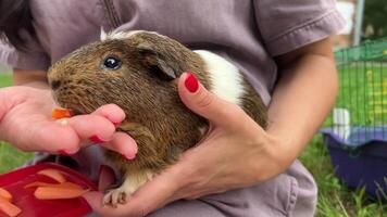 An adorable and cute guinea pig joyfully enjoying fresh and colorful veggies placed in a hand video