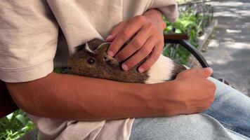 A person cuddling a fluffy guinea pig in a serene outdoor setting, surrounded by nature video