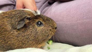 A cuddly little guinea pig is enjoying some gentle and affectionate petting right now video