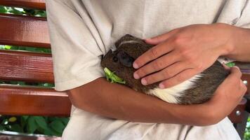 A Child Holding a Very Cuddly Guinea Pig in a Cozy, Inviting Setting Filled with Nature video