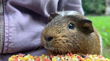 A Curious Guinea Pig Enjoying a Colorful and Delectable Snack in the Sunny Garden video