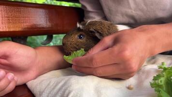 A Guinea Pig is happily enjoying a variety of fresh greens in a comfortable, cozy setting video