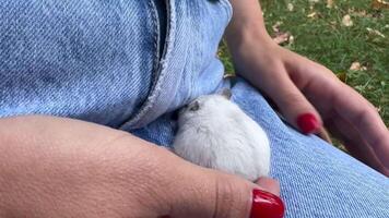 A Cute White Hamster is Resting Comfortably on a Soft Denim Lap, showcasing its charm video