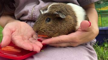 A cute little Guinea Pig is happily enjoying a delightful snack alongside its caring owner video