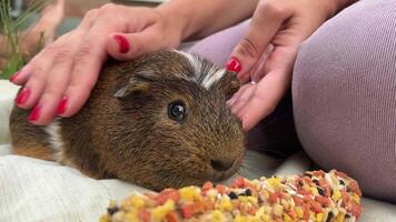 A Cute Guinea Pig Delightfully Enjoying a Snack while Engaging with Human Interaction video