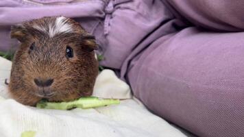 An adorable guinea pig is joyfully enjoying some fresh vegetables in a cozy setting video